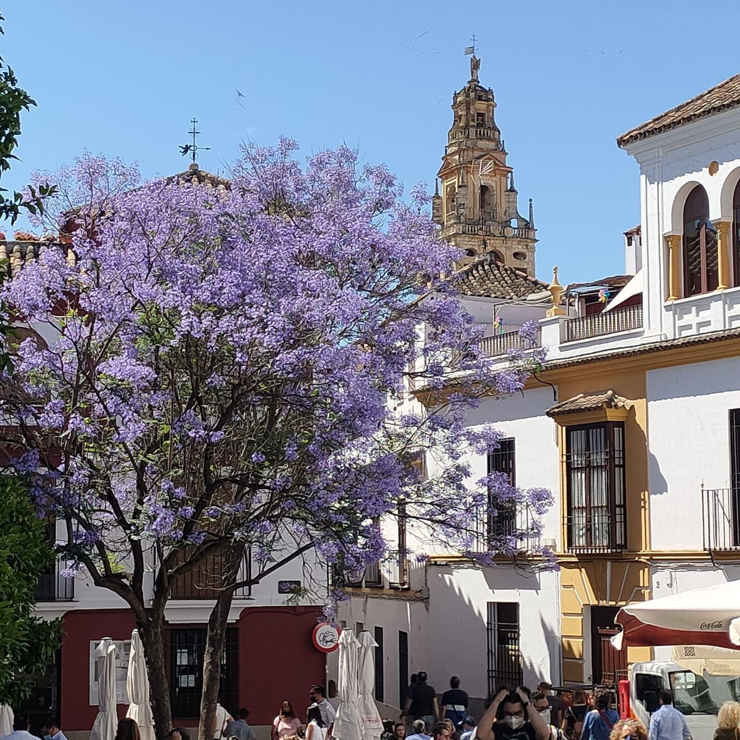 A 20 Metros De La Mezquita Catedral ,Apartamentos Turistico Cespedes 5 Cordoba Room photo